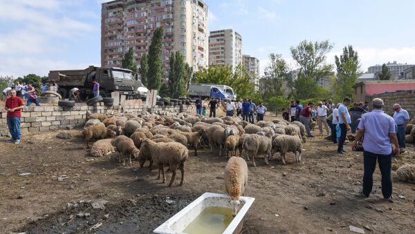 Мелкий рогатый скот в Баку, фото из архива - Sputnik Азербайджан