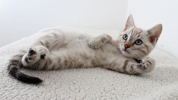 Котенок, фото из архива - Sputnik Азербайджан
